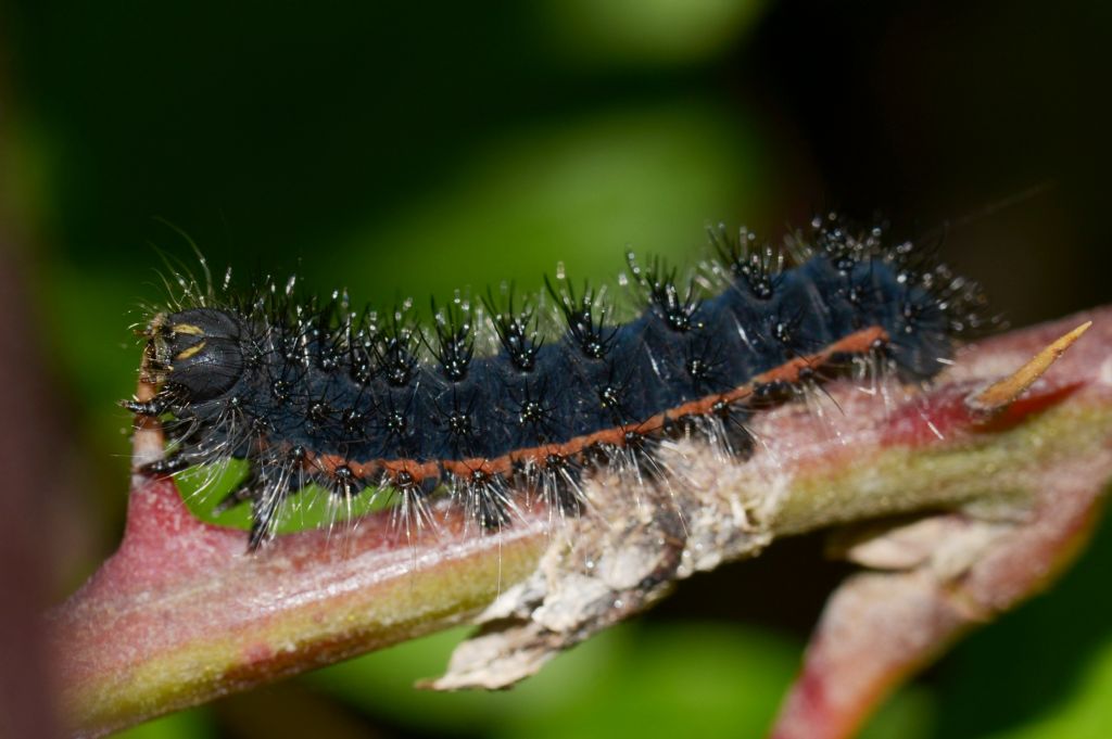 Saturnia (Eudia) pavoniella o Saturnia pavoniella?